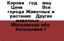 Корова 1 год 4 мец › Цена ­ 27 000 - Все города Животные и растения » Другие животные   . Московская обл.,Котельники г.